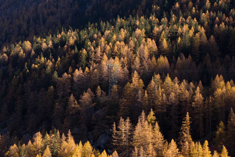 foto lesu z ptačí perspektivy